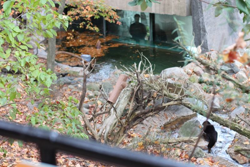 Bird on Log in Zoo Enclosure