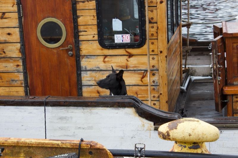 Black Dog on Wooden Boat Dock