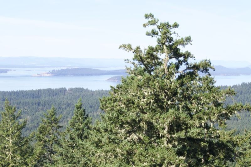 Coastal View Through Evergreen Trees