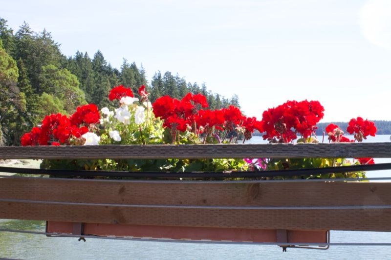 Red Geraniums in Wooden Planter Over Water