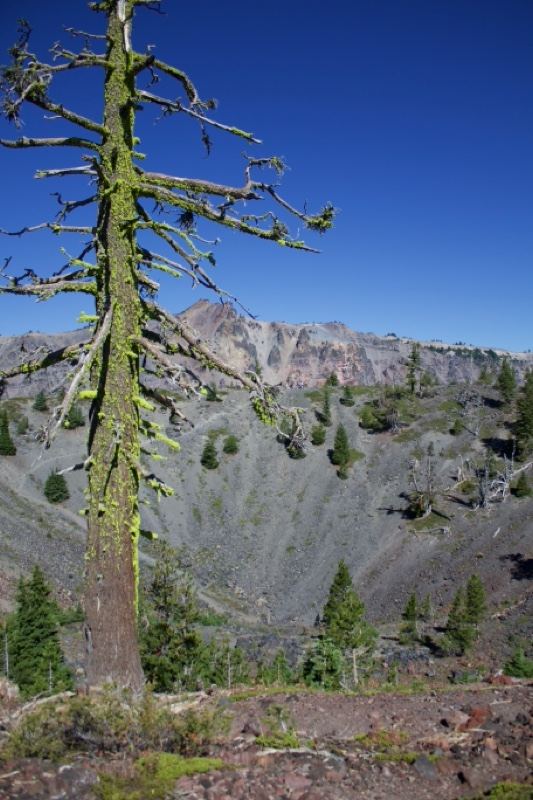 Lichen Covered Snag Over Volcanic Crater