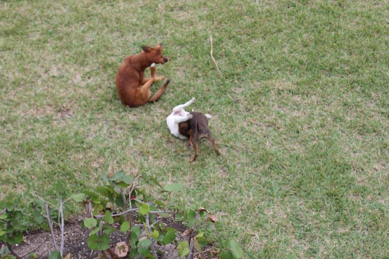 Two Dogs Playing on Grass Lawn