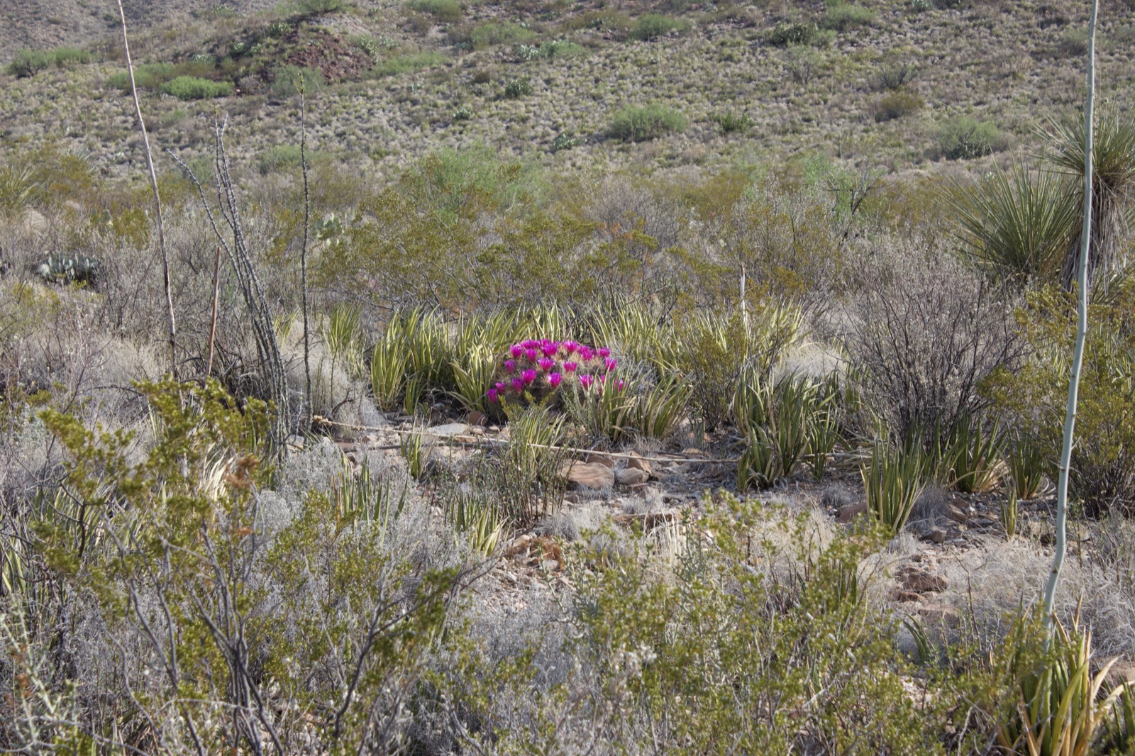 Desert Cactus Bloom in Arid Hills