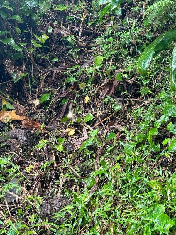 Tropical forest floor vegetation