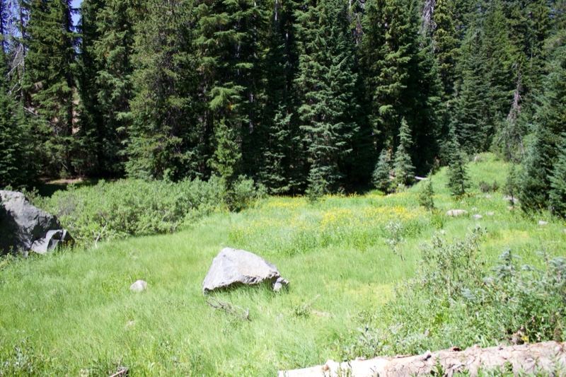 Mountain Meadow With Forest Background