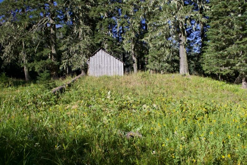 Small Cabin in Grassy Forest Clearing