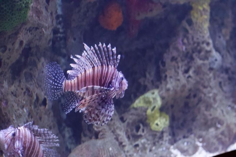 Lionfish Swimming Near Coral Reef