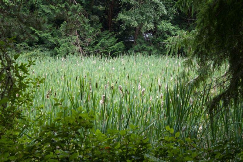 Cattail Marsh in Wooded Wetland