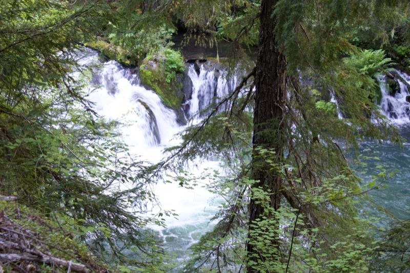 Forest Waterfall Cascading Through Trees