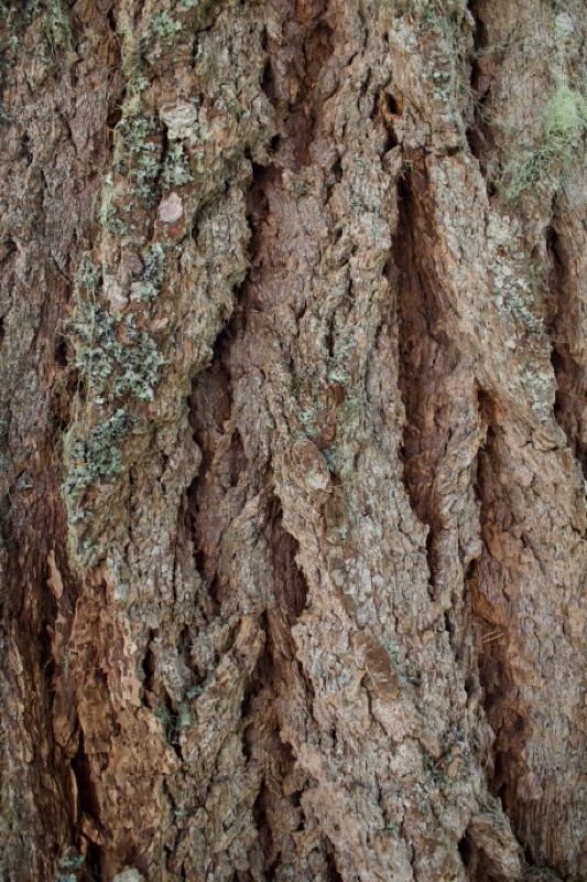 Close-up of Rough Tree Bark Texture