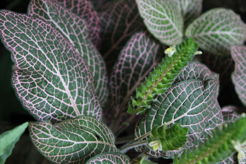 Close-up Nerve Plant Variegated Leaves