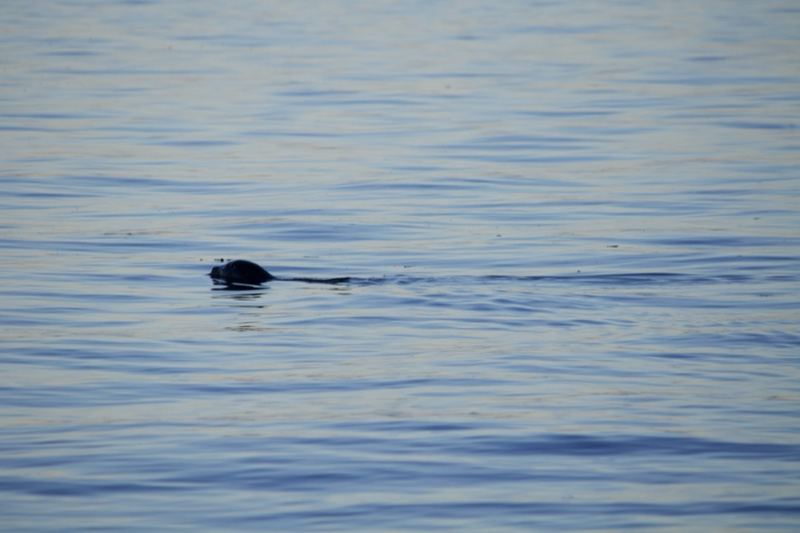 Seal Surfacing on Calm Water