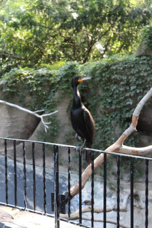Cormorant Perched on Branch Behind Railing