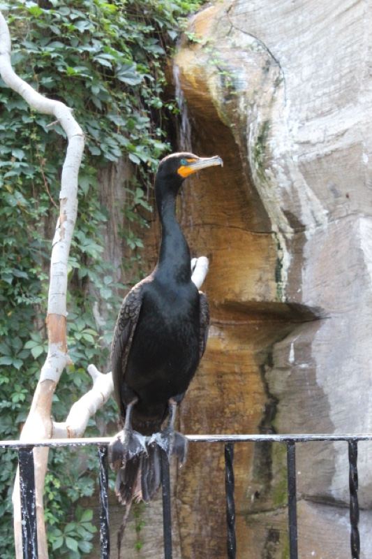 Cormorant Perched on Railing Near Waterfall