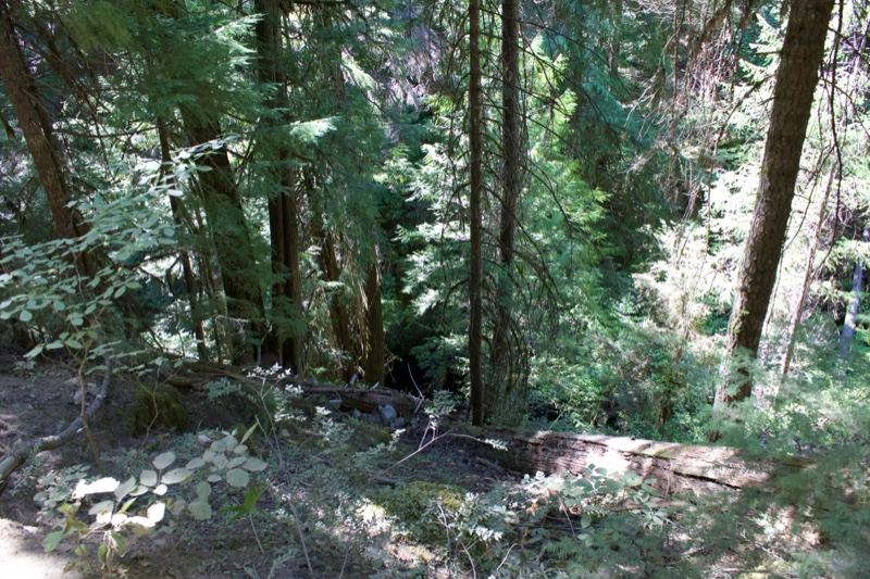 Sunlit Temperate Forest Slope