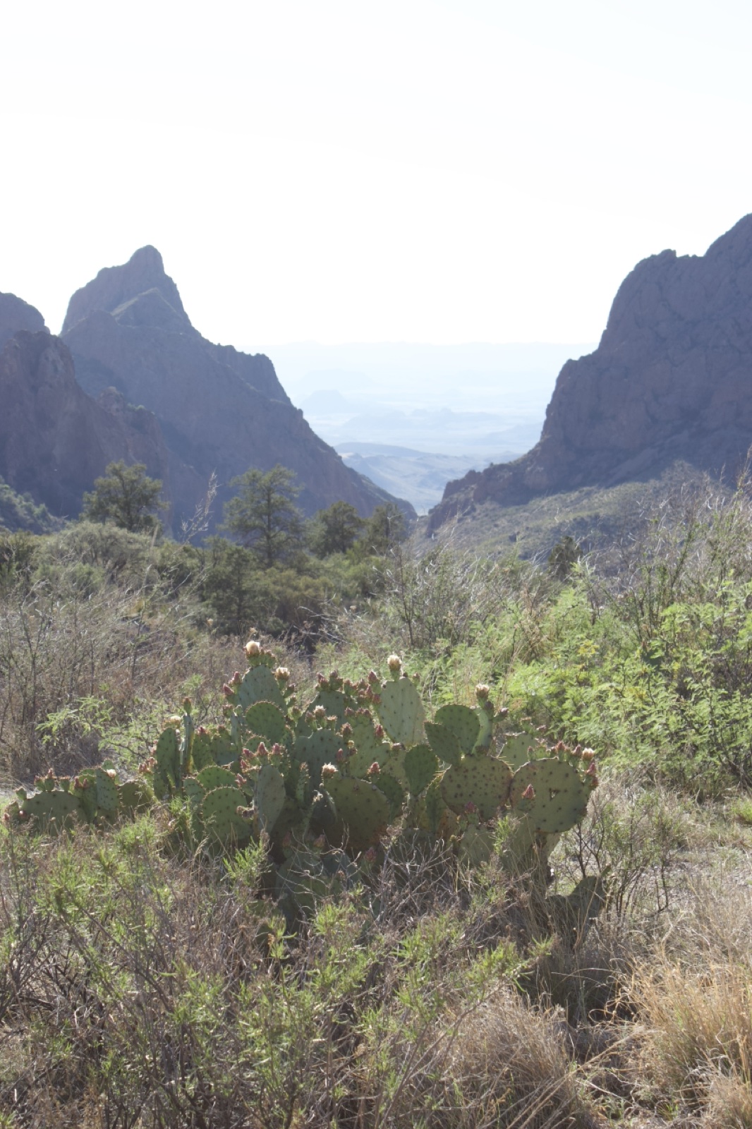 Prickly Pear Cactus Desert Mountains