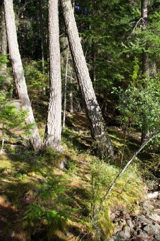 Sunlit Forest Floor With Leaning Trees