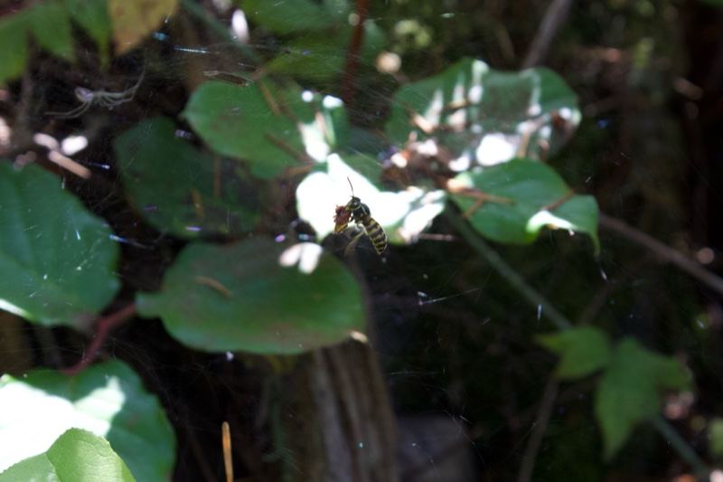 Spider on Web Among Green Leaves