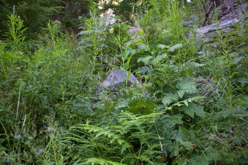 Dense Forest Undergrowth With Ferns
