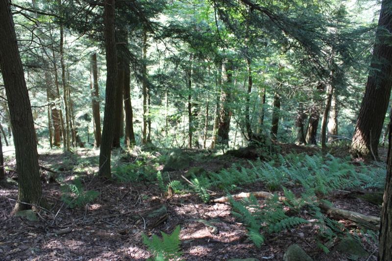 Sunlit Forest Floor with Ferns