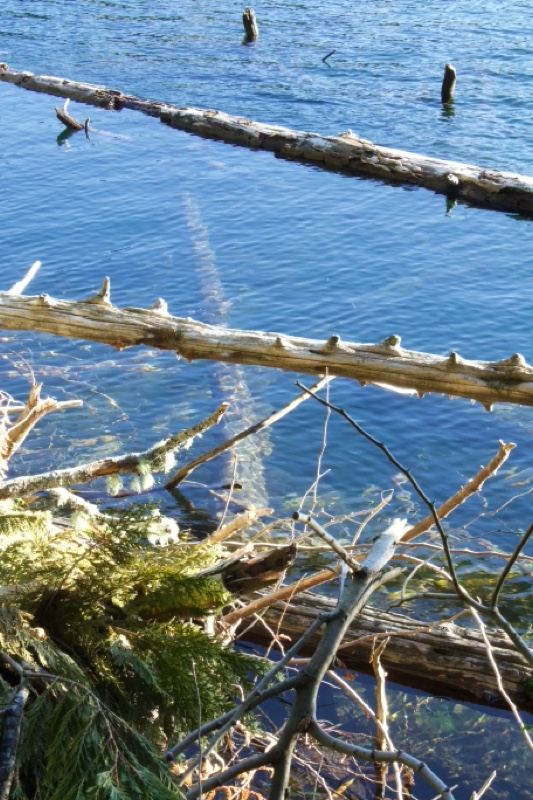 Fallen Log Across Lake Surface