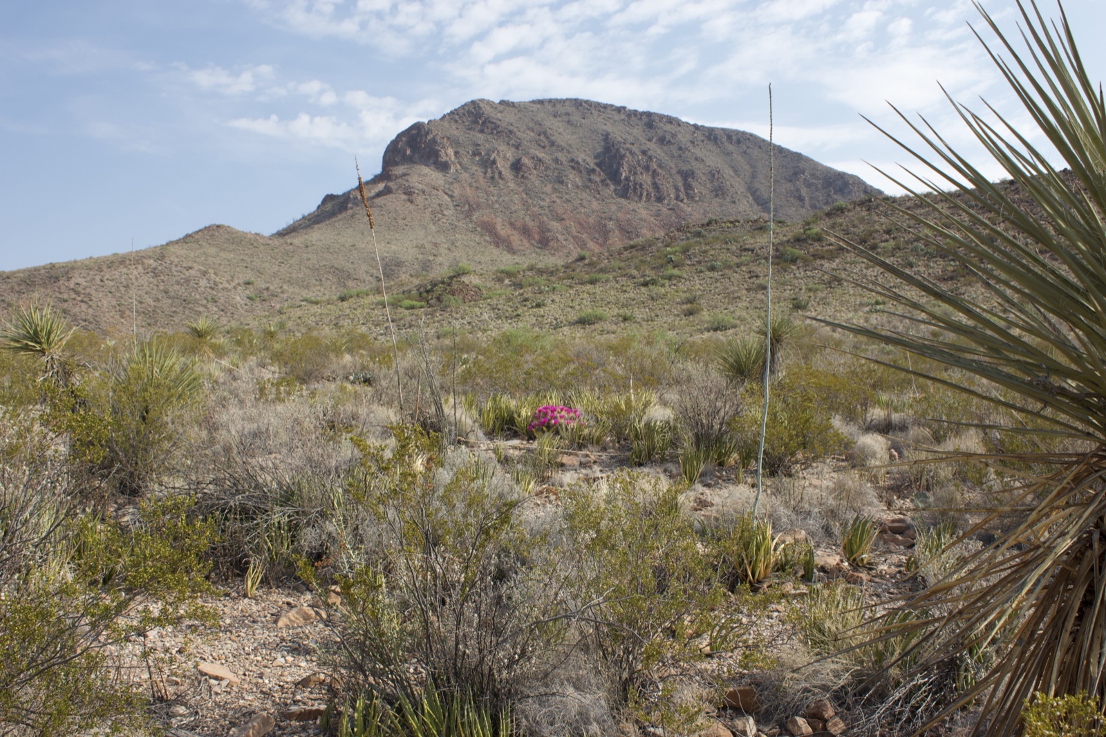 Desert Mountain with Yucca and Wildflower