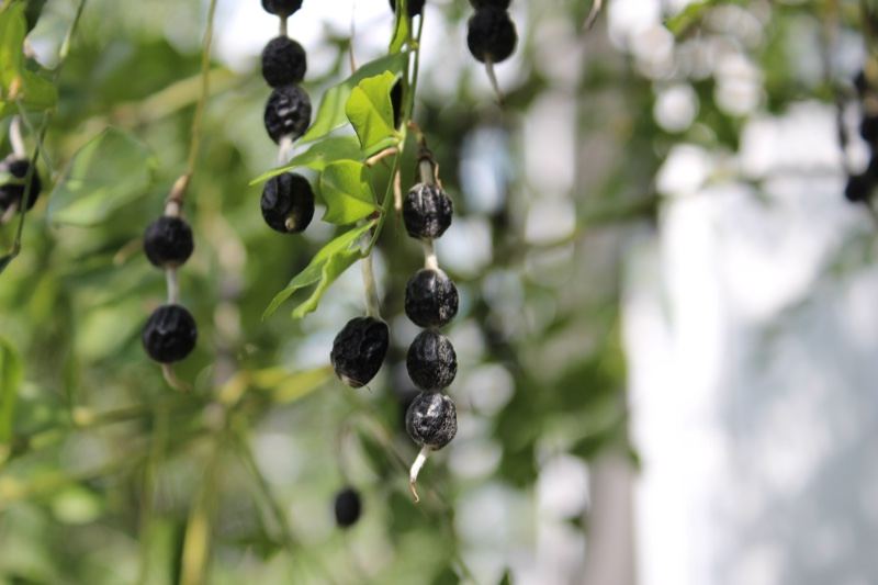 Black Berries Hanging on Green Stem