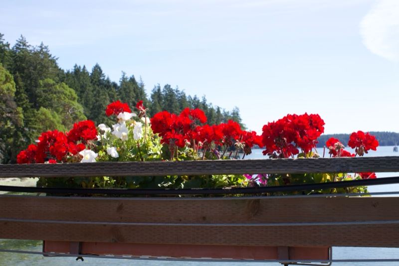 Red Geraniums Overlooking Coastal Forest