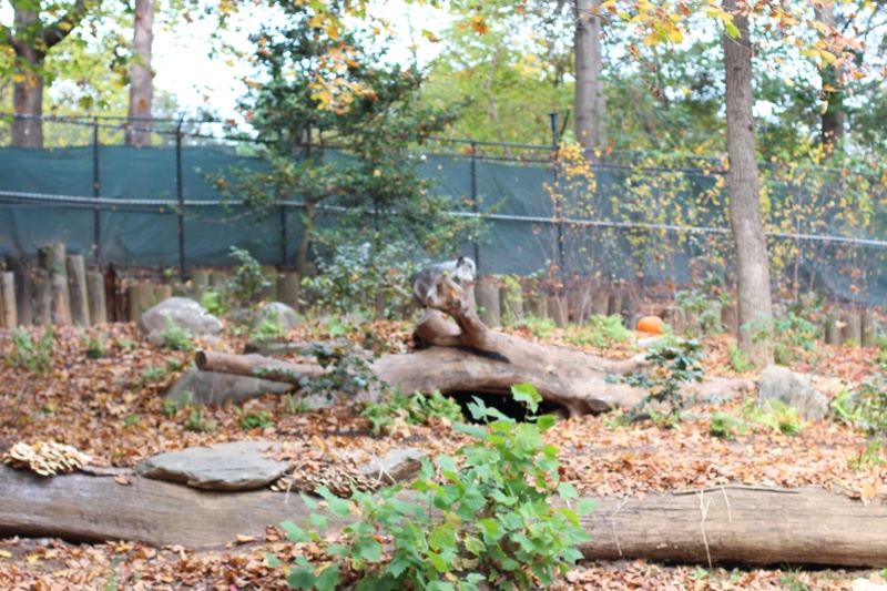 Wolf resting on log in enclosure