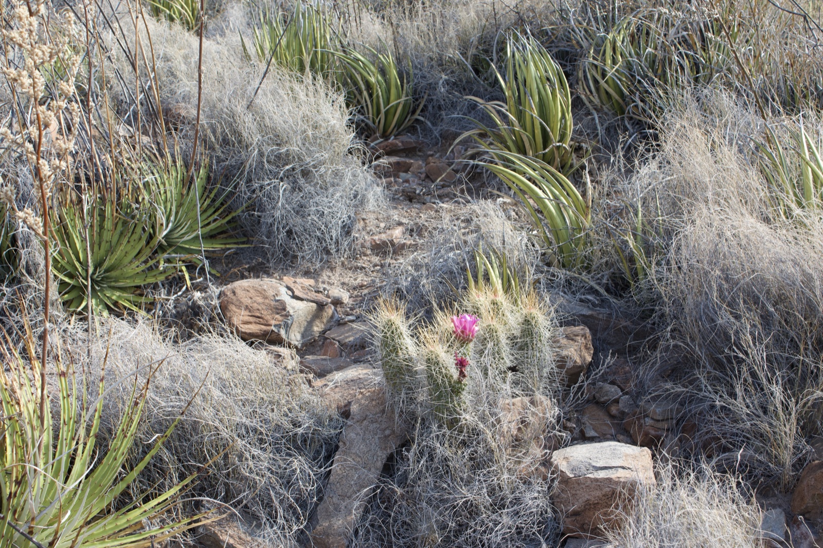 Desert Trail with Flowering Cactus