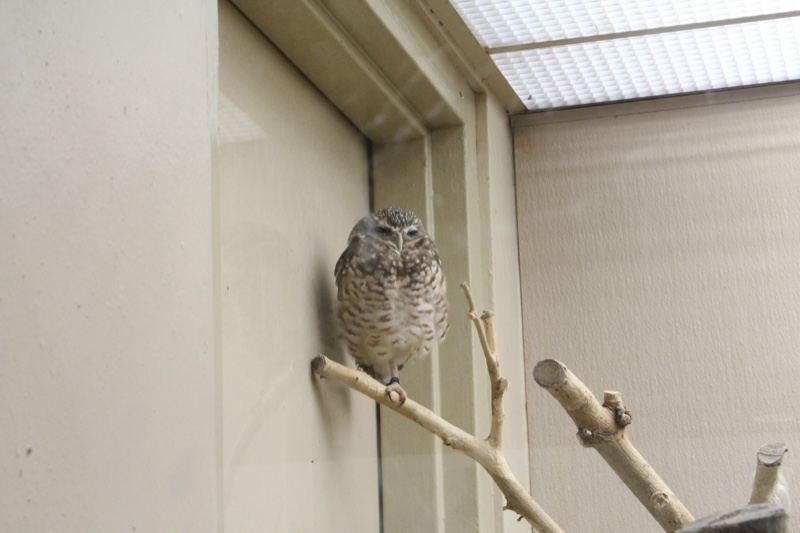 Owl Perched on Branch in Enclosure