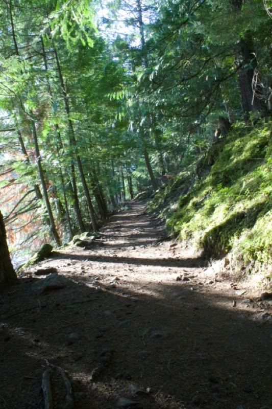 Sunlit Forest Trail Through Green Woodland