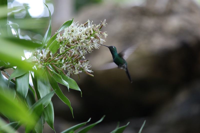 Hummingbird Feeding on White Blossom