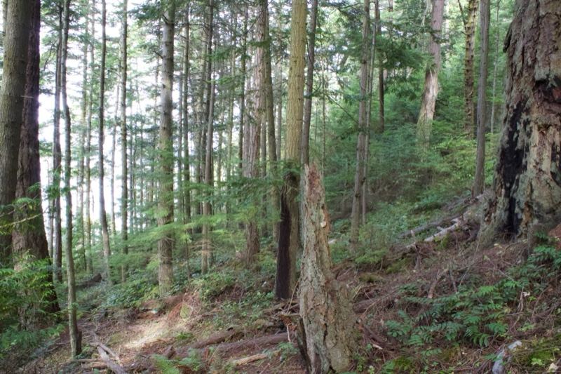 Temperate Forest Hillside With Fallen Trunk