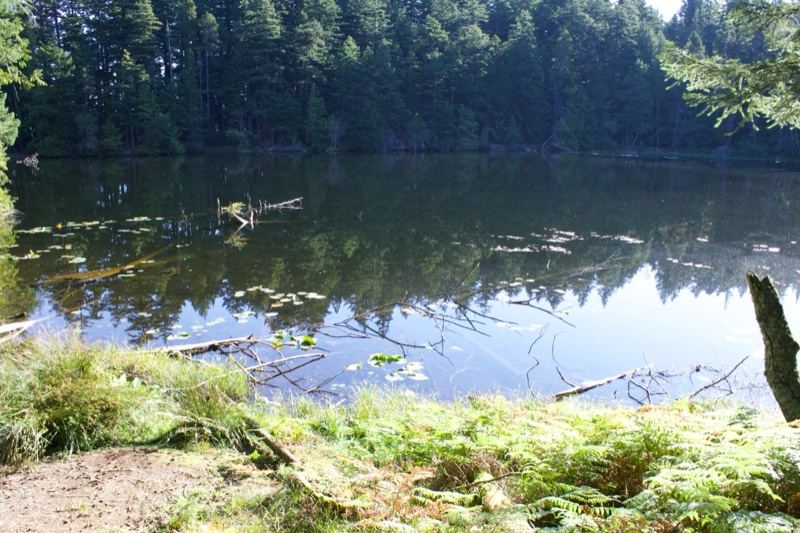 Forest Lake with Reflection