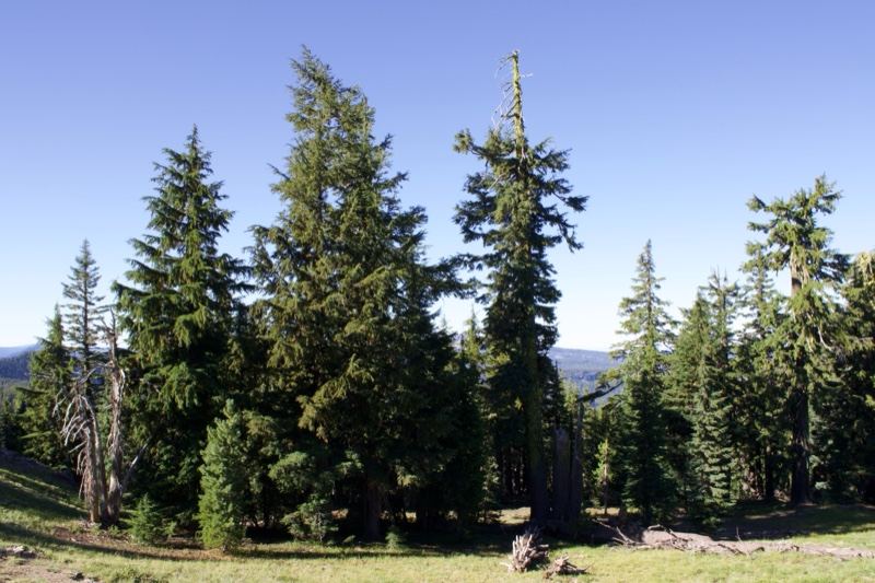 Tall Conifers in Mountain Forest