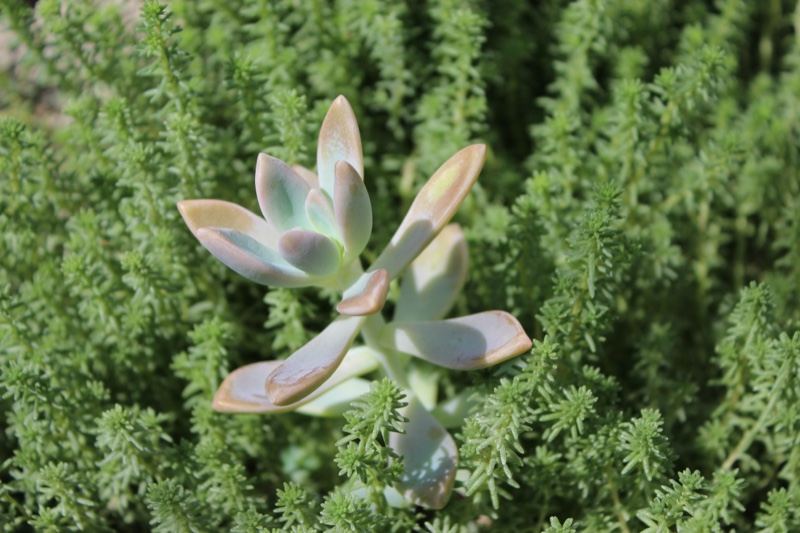 Succulent rosette among feathery foliage
