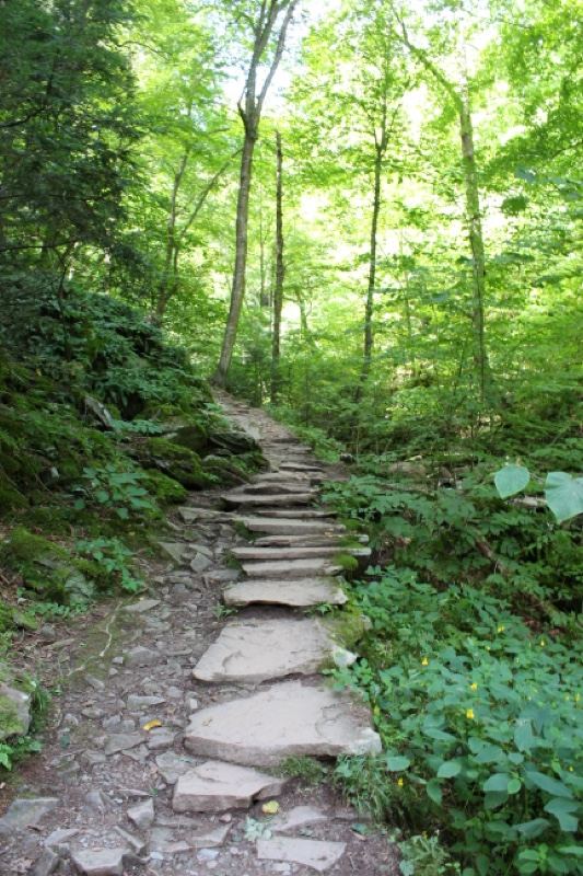 Sunlit Forest Stone Path