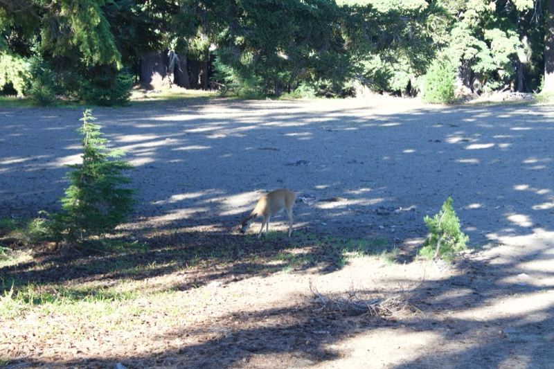 Deer in Sunlit Forest Clearing