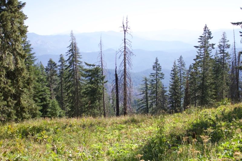 Mountain Forest Meadow with Dead Snags