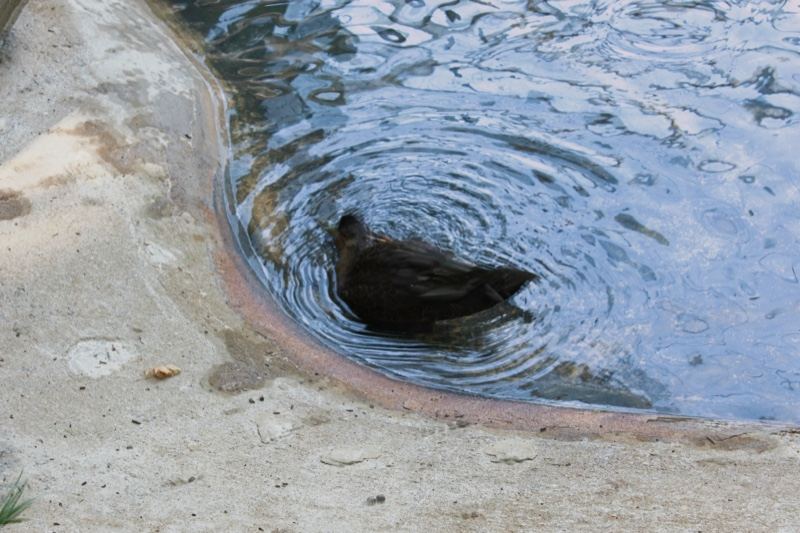 Duck in rippling pond water