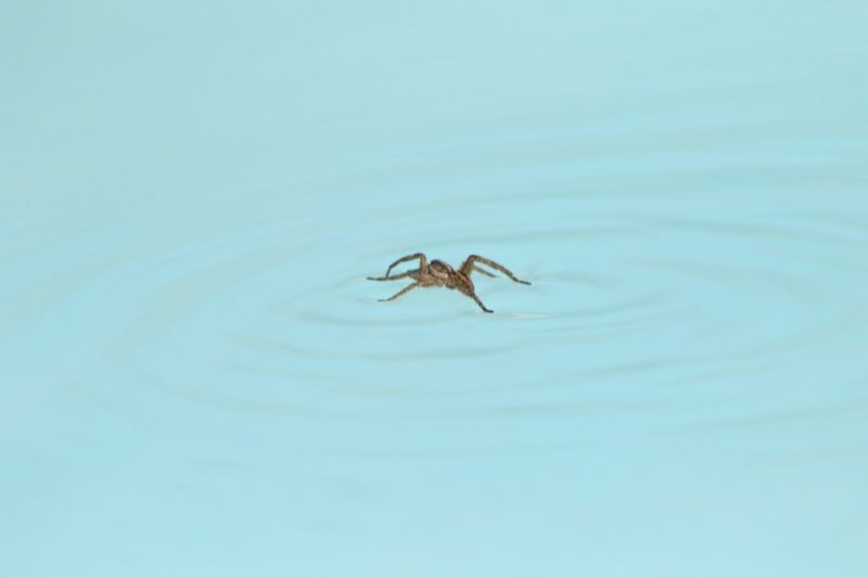 Spider Skimming Water Surface