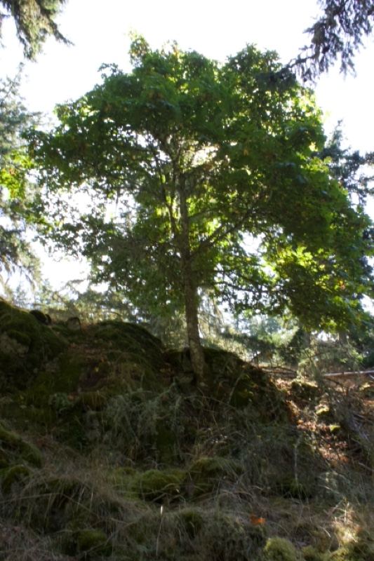 Solitary Tree on Mossy Hillside