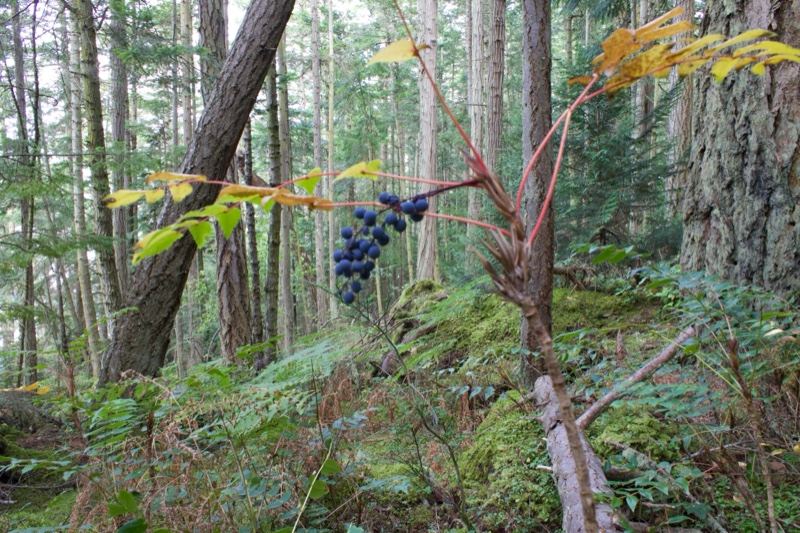 Wild grapes in temperate rainforest