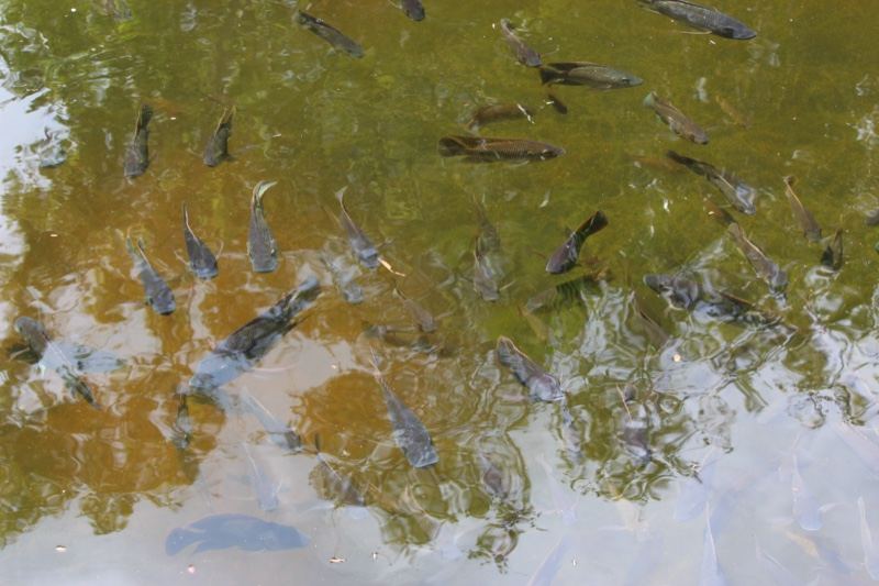 Fish Swimming Under Murky Pond Surface