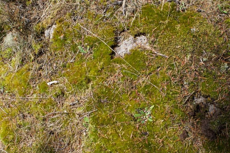 Moss and Dry Grass on Forest Floor