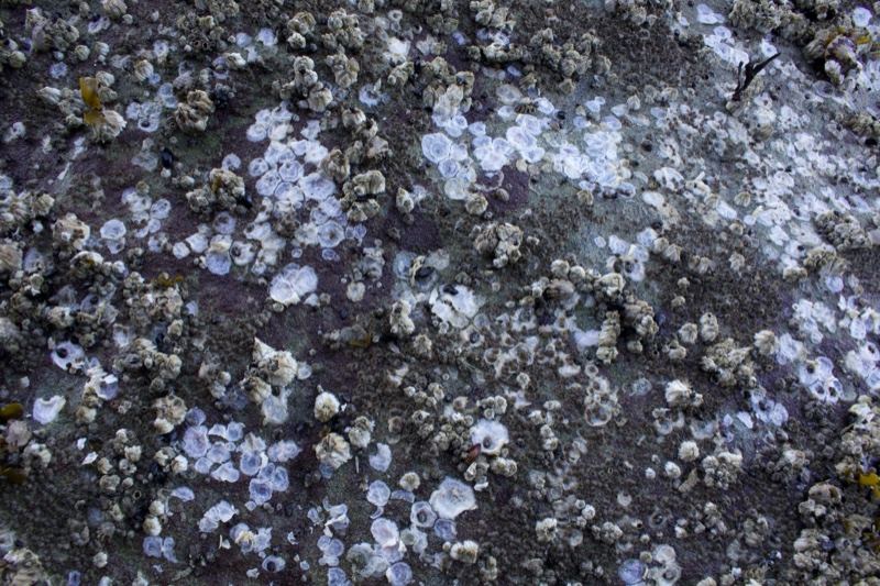 Barnacles on Rocky Shore