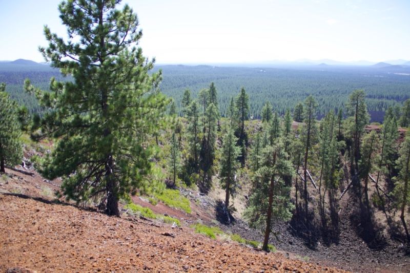 Burned Hillside Forest Landscape