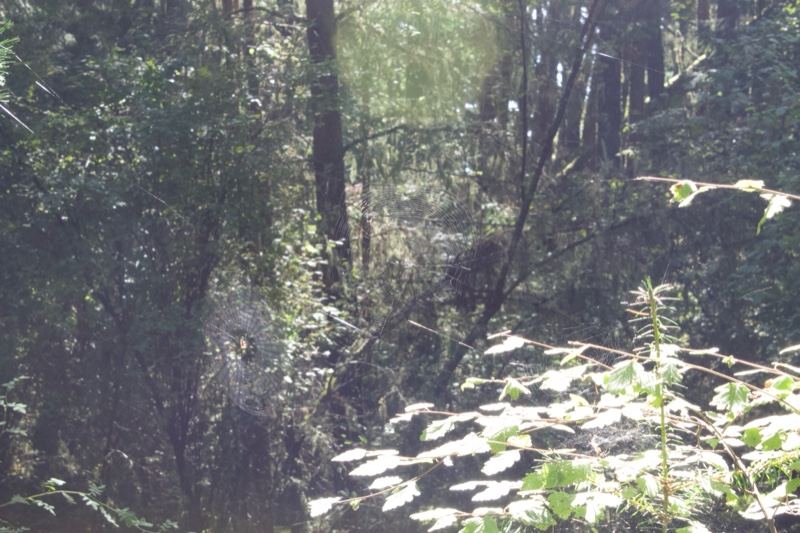Sunlit Forest Through Foliage