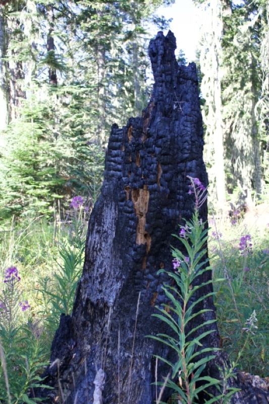 Burnt Tree Stump in Forest